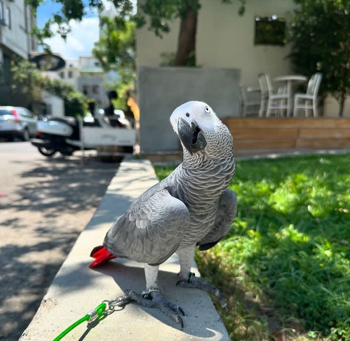 African grey parrot