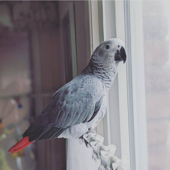 African grey parrots