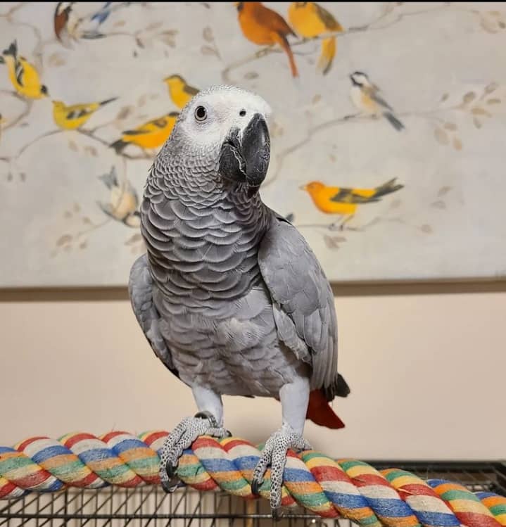 African grey parrot
