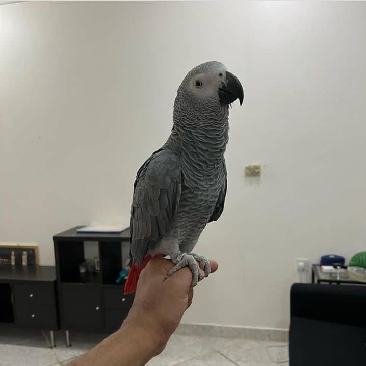 African grey parrot