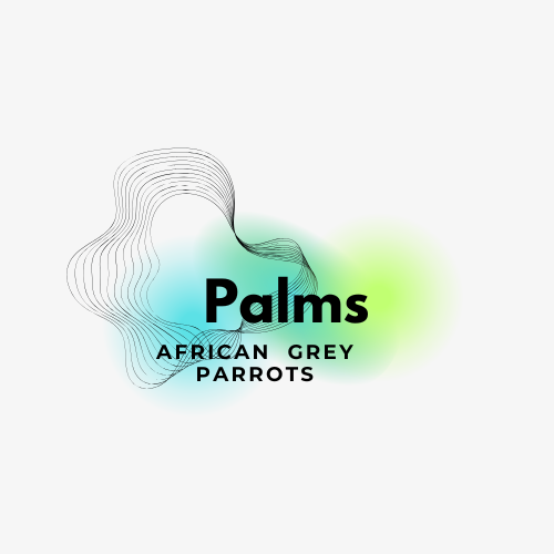 Palms African grey parrots