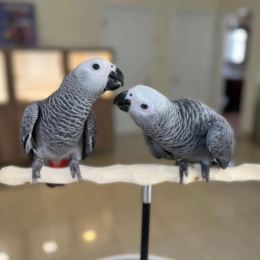 African grey parrots