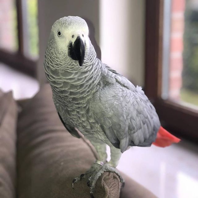 African grey Parrots